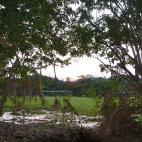 moeras Pantanal Brazilie