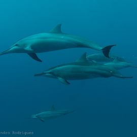 dolfijnen Fernando de Noronha Brazilie