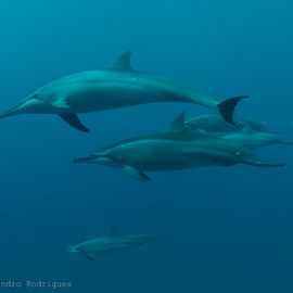 dolfijnen Fernando de Noronha Brazilie
