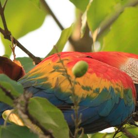 Bird watching Cristalino Lodge, Zuidelijke Amazone, papagaai