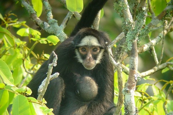 Reisinspiratie 7653 - 15-daagse luxe reis Amazone, Lençois Maranhanses en Jericoacoara, juli 2027