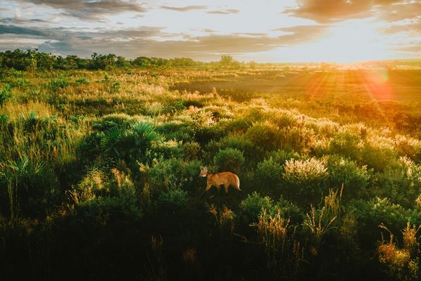 Reisinspiratie 7025 - Natuur rondreis Brazilië, juli 2025