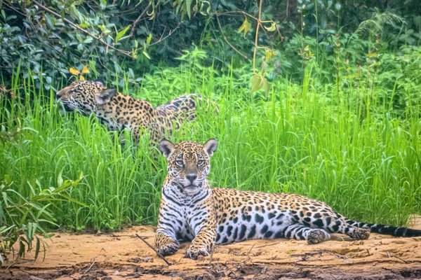 Reisinspiratie 7685 - Familierondreis Rio de Janeiro, Iguaçu, Bonito, Pantanal, Amazone, Lençóis Maranhenses en Jericoacoara, juli-augustus 2027