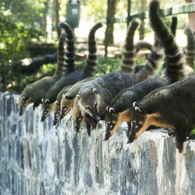 Foz do Iguacu falls wildlife cuati