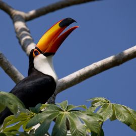 Tucano Pantanal Brazilie