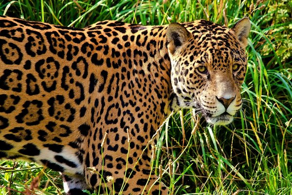Reisinspiratie 7358 - Familiereis Pantanal en Nobres, augustus 2026