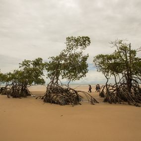 Mangrove Ilha do Marajo Brazilie