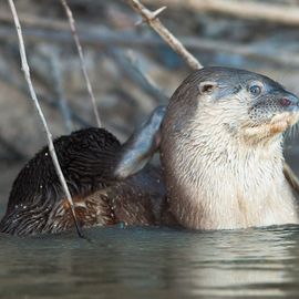 rivierotter nabij de Cristalino Lodge, Zuidelijke Amazone