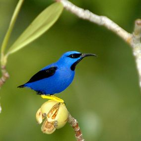 Bird watching Cristalino Lodge, Zuidelijke Amazone, blauwe vogel