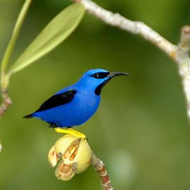 Bird watching Cristalino Lodge, Zuidelijke Amazone, blauwe vogel