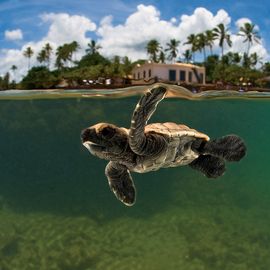 Praia do Forte Tamar schildpadden project