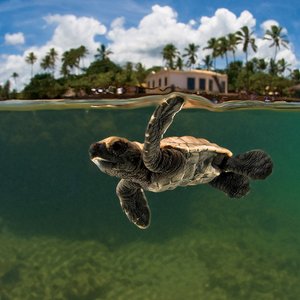 Praia do Forte Tamar schildpadden project