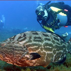 Duiken Fernando de Noronha met grote vis