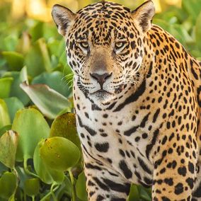 panorama foto met Jaguar in de Pantanal Brazilie