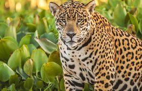 panorama foto met Jaguar in de Pantanal Brazilie