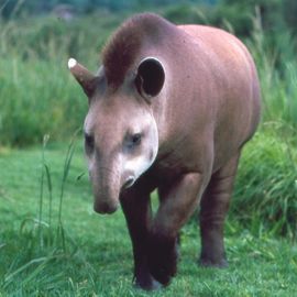 Miereneter Pantanal Brazilie