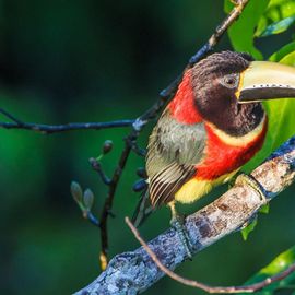 Bird watching Cristalino Lodge, Zuidelijke Amazone, bijzondere vogel
