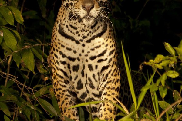 Familierondreis Brazilië juli–augustus 2027: Rio, Iguaçu, Pantanal & Búzios | 18 dagen | Reisinspiratie 7722