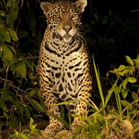Jaguar Pantanal Brazilie
