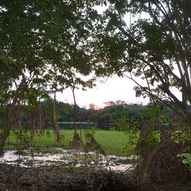 moeras Pantanal Brazilie