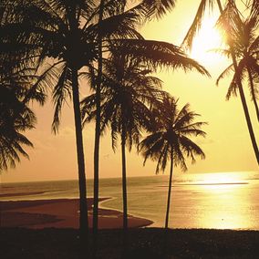 Strand palmbomen maceio brazilie