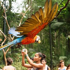 Foz do Iguacu falls birding