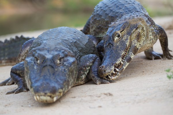 Reisinspiratie 7683 - Rondreis Zuidelijke Pantanal, Iguaçu en Rio de Janeiro, oktober 2026