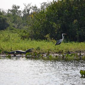 Pantanal vogel en kaaiman