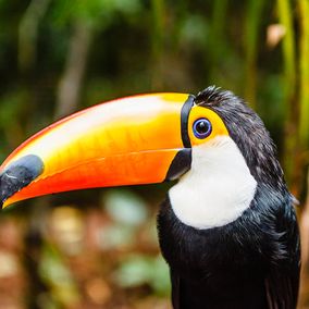 Foz do Iguacu falls tucan