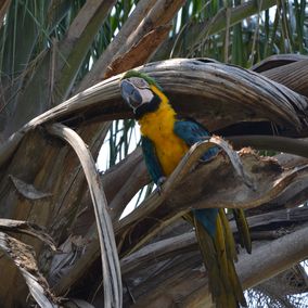 Papegaai Pantanal Brazilie