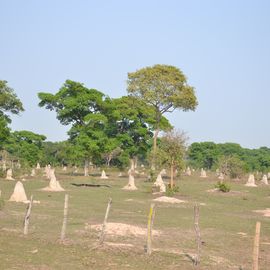 Termietenheuvels in de Pantanal Brazilie
