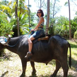 Ilha do marajo Buffel tocht