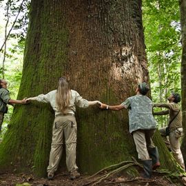 Enorme boom nabij de Cristalino Lodge, Zuidelijke Amazone in Brazilie