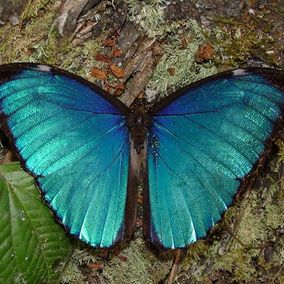 Vlinder Cristalino Lodge, Zuidelijke Amazone