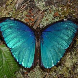 Vlinder Cristalino Lodge, Zuidelijke Amazone