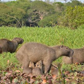 Pantanal Capibara met jongen