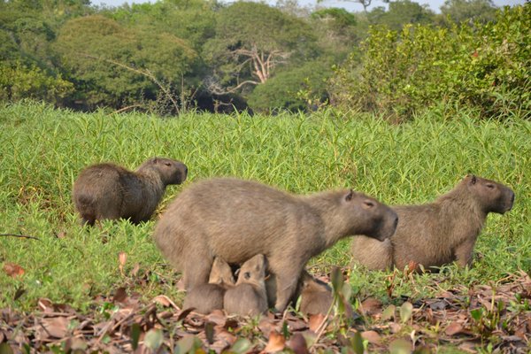 Familierondreis Brazilië juli–augustus 2027: Amazone, Pantanal & Costa Verde | 25 dagen | Reisinspiratie 7669 v2