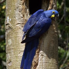 blauwe hyacinthara Pantanal Brazilie