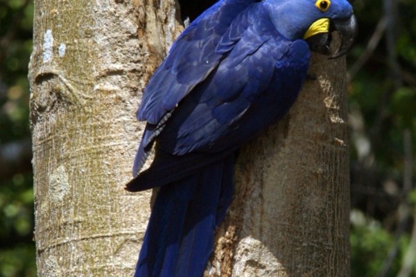 Reisinspiratie 7234 - Pantanal en Amazone arrangement 2025