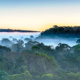 Adembenemende jungle nabij de Cristalino Lodge, Zuidelijke Amazone