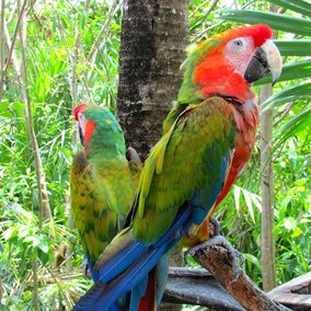 Papagaai Amazone Regenwoud, bird watching Brazilie