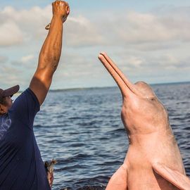 Roze rivierdolfijn Amazone Brazilie