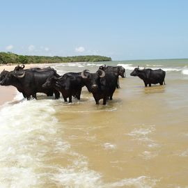 Buffels Ilha do marajo Brazilie