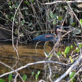 vogel rivieroever pantanal brazilie