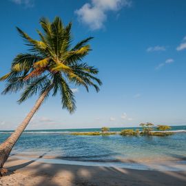 strand palmboom Porto de Galinhas Brazilie